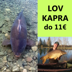 Lov kapra do 11