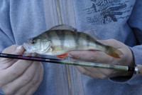 Quantum prvlaov prt Magic Perch