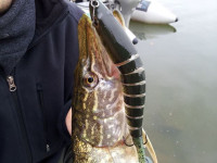 Quantum Trout Squad delen wobbler 14g