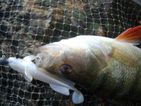 Quantum Goby Shad 7