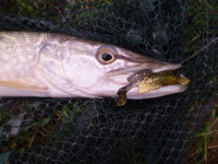 Quantum Goby Shad 7