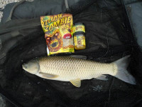 Radical Quantum Boilies Yellow Zombie