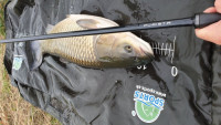 Kaprprsky SPORTEX - Purista Carp